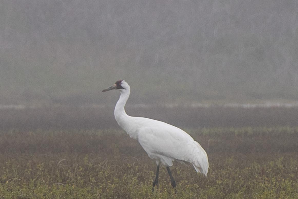 whooping crane in marsh