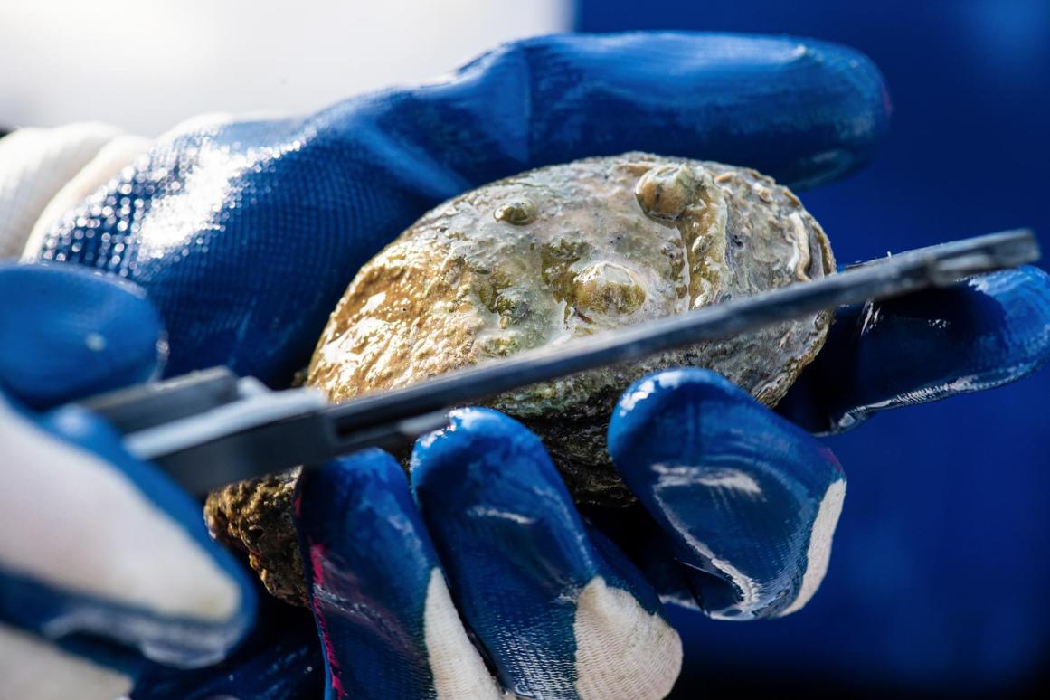 measuring oyster size