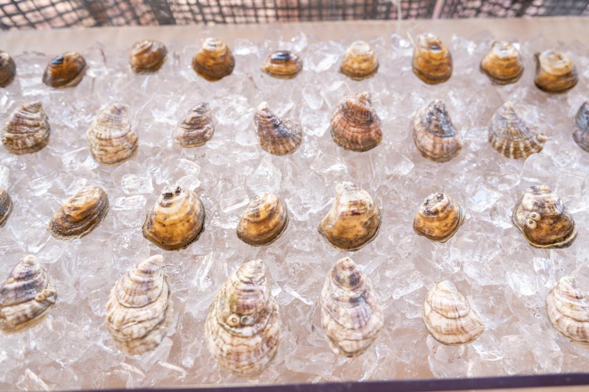 Texas farm-raised oysters