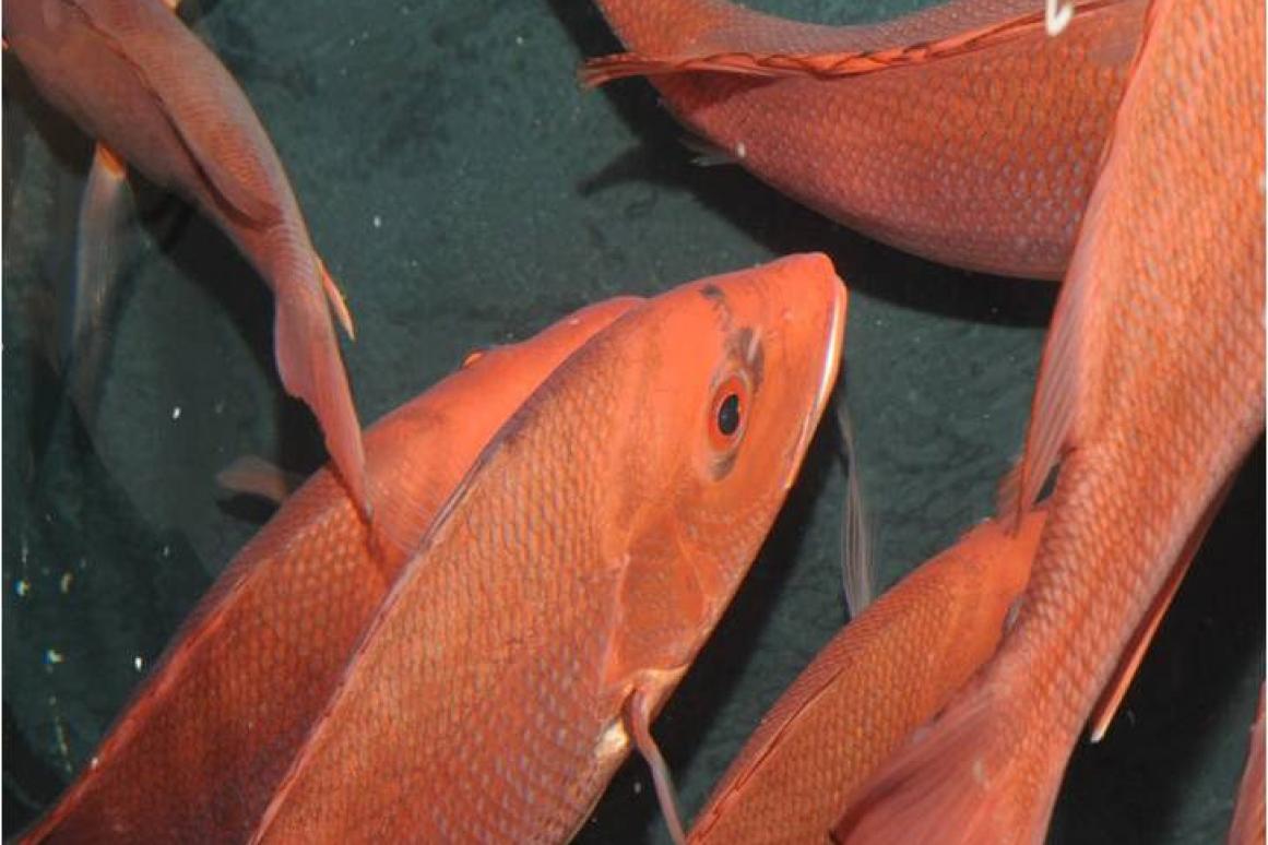 Red Snapper catch and release