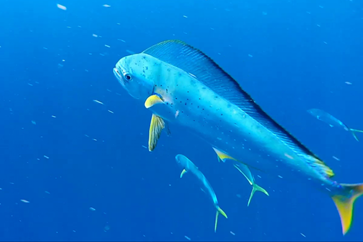 Dolphinfish research