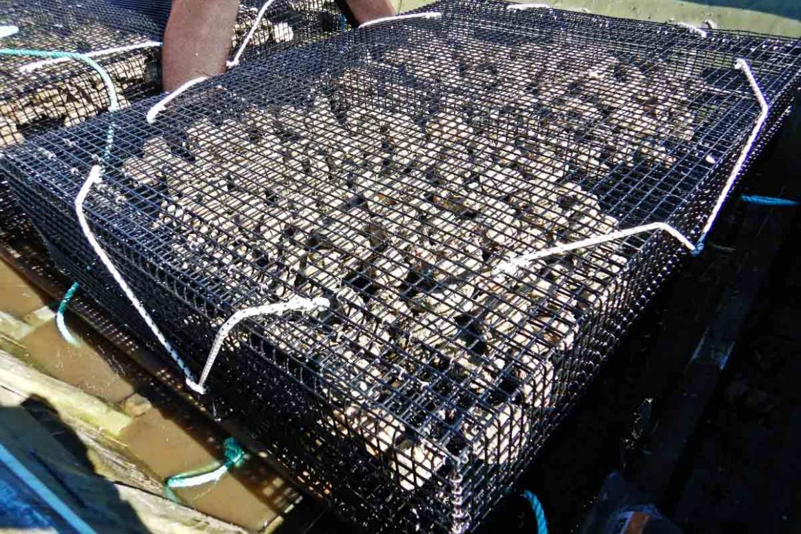 oyster aquaculture cage