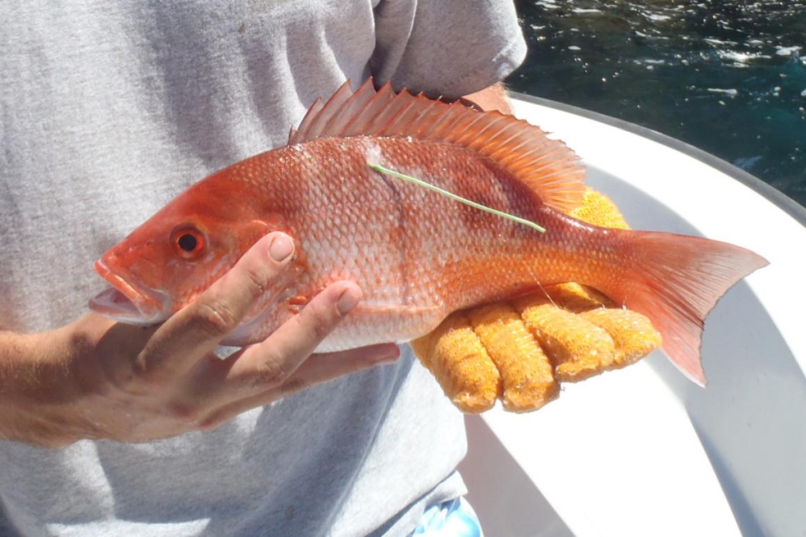 tagged red snapper