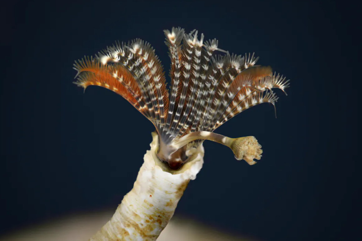 Serpulid worm close up image