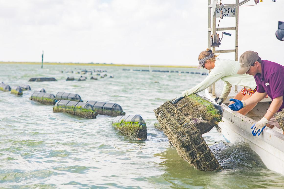texas oyster farming